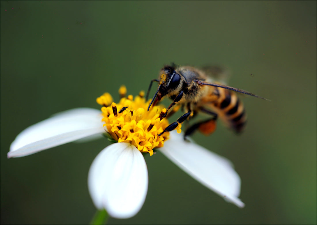 Wasps on your hospitality terrace? Prevent nuisance in an animal-friendly way.