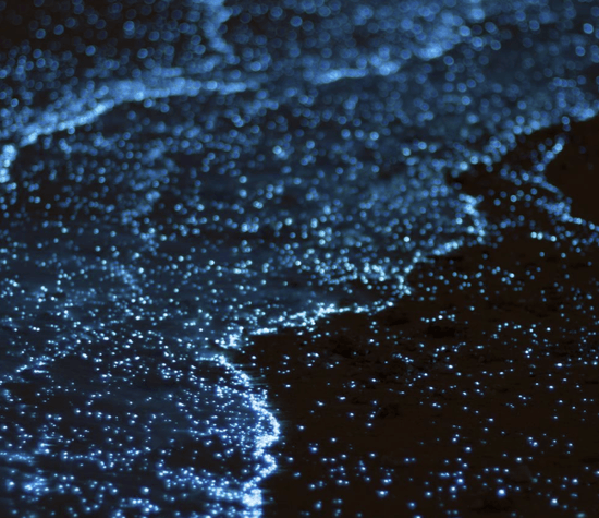 Var i Nederländerna kan du se bioluminescens? - StrawbyStraw